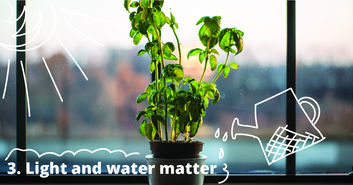 3. Light and water matter.