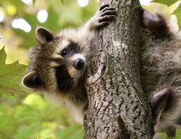 A raccoon peers around a tree branch.