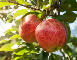 Apples hanging on a tree branch.